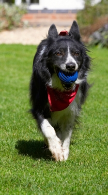 Here I come
Schlüsselwörter: Border Collie Collies Dog Dogs Harvey Neckerchief Scarf