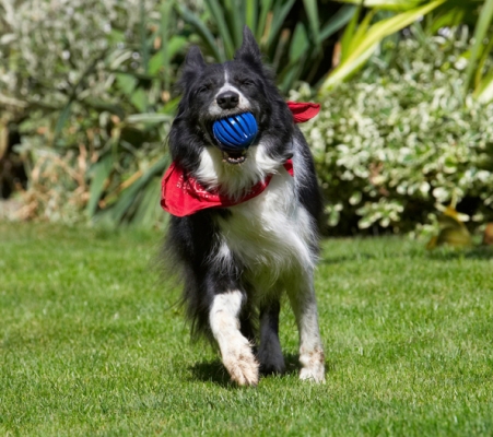 Good catch
Anahtar kelimeler: Border Collie Collies Dog Dogs Harvey Neckerchief Scarf