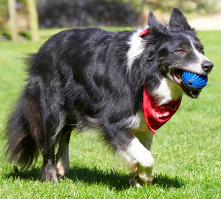 Run, fetch, run, fetch - it's exhausting
Anahtar kelimeler: Border Collie Collies Dog Dogs Harvey Neckerchief Scarf