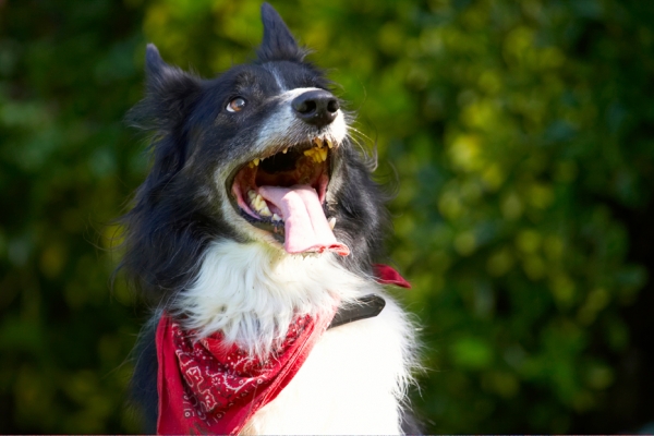 Hey, gimme some attention
Trefwoorden: Border Collie Collies Dog Dogs Harvey Neckerchief Scarf Tongue