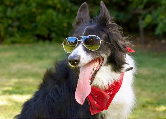 Hey, I look kinda cool
Anahtar kelimeler: Border Collie Collies Dog Dogs Harvey Neckerchief Scarf Sunglasses Tongue