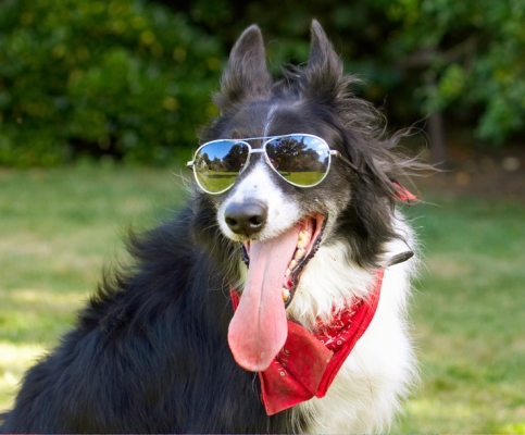 I'm ready for GQ magazine
Keywords: Border Collie Collies Dog Dogs Harvey Neckerchief Scarf Sunglasses Tongue