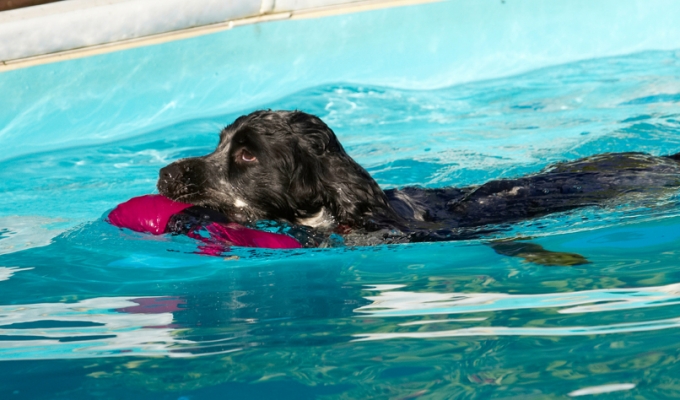 Look, I'm concentrating
Palabras clave: Charlie Cocker spaniel Dog Dogs Pool Spaniels Swimming