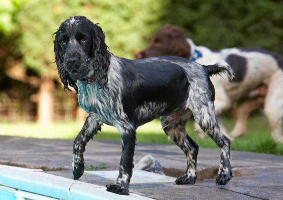 I'm going in again - OK!
Keywords: Charlie Cocker spaniel Dog Dogs George Pool Spaniels Springer Spaniel Swimming