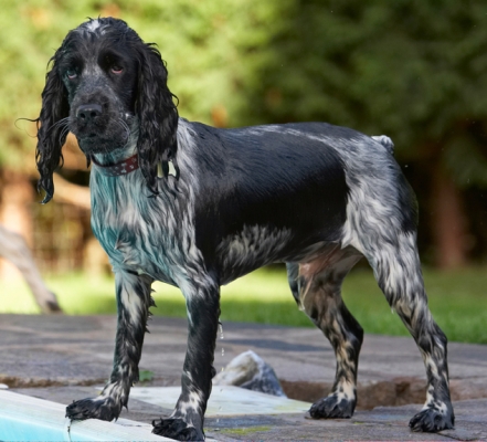Wot, you're not ready yet?
Schlüsselwörter: Charlie Cocker spaniel Dog Dogs Pool Spaniels Swimming