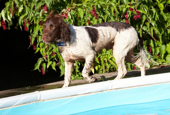 On the prowl
Keywords: Dog Dogs George Pool Spaniels Springer Spaniel Swimming