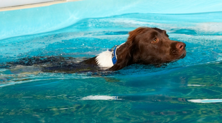 HOW did that happen?!
Keywords: Dog Dogs George Pool Spaniels Springer Spaniel Swimming