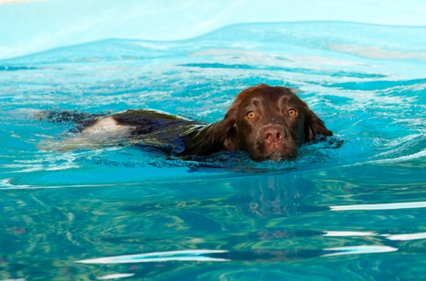 Am I doing OK?
Palabras clave: Dog Dogs George Pool Spaniels Springer Spaniel Swimming