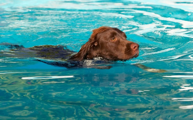 Hey, this is OK
Palabras clave: Dog Dogs George Pool Spaniels Springer Spaniel Swimming