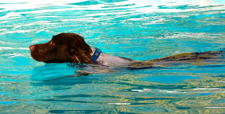 Gotta keep my head above water
Schlüsselwörter: Dog Dogs George Pool Spaniels Springer Spaniel Swimming