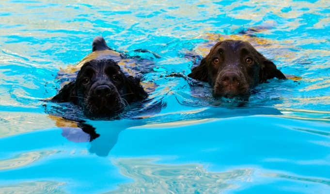 Synchronised swimming
