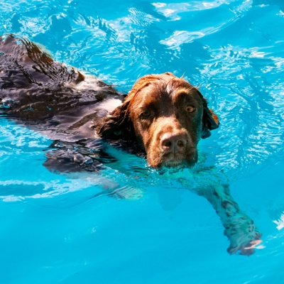 How long do I have to stay in here?
Keywords: Dog Dogs George Pool Spaniels Springer Spaniel Swimming