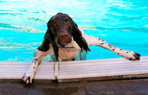 Now, get me outta here
Palabras clave: Charlie Cocker spaniel Dog Dogs Pool Spaniels Swimming