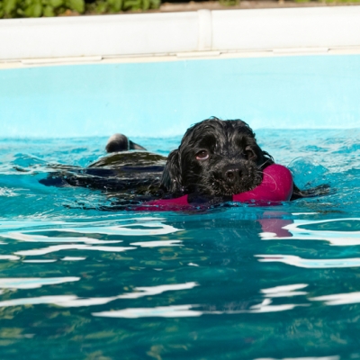 Hey, look, multi-tasking
Keywords: Charlie Cocker spaniel Dog Dogs Pool Spaniels Swimming