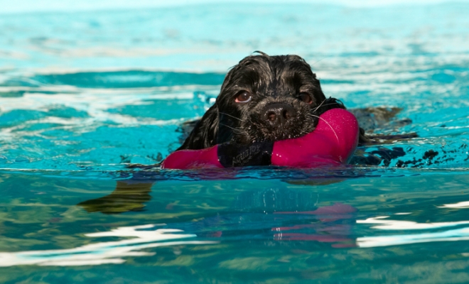 I've got a good grip
Trefwoorden: Charlie Cocker spaniel Dog Dogs Pool Spaniels Swimming