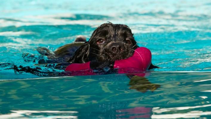 Yeah, I'm making waves
Ключові слова: Charlie Cocker spaniel Dog Dogs Pool Spaniels Swimming
