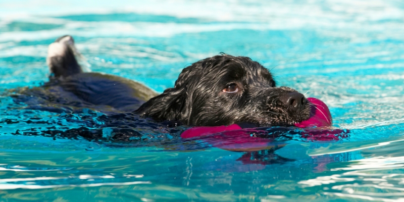 Heading for land
Anahtar kelimeler: Charlie Cocker spaniel Dog Dogs Pool Spaniels Swimming