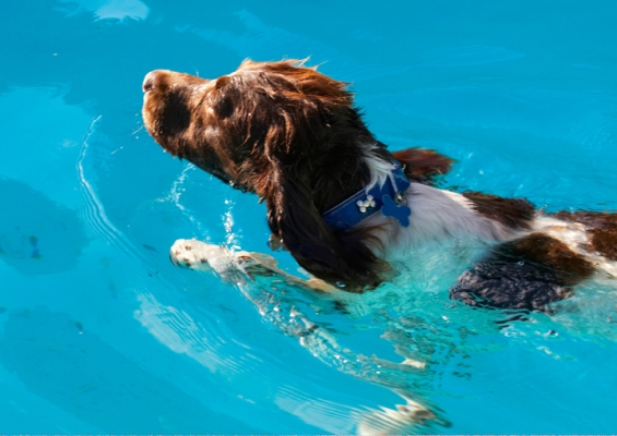 The turn expertly executed
Palabras clave: Dog Dogs George Pool Spaniel Springer Swimming