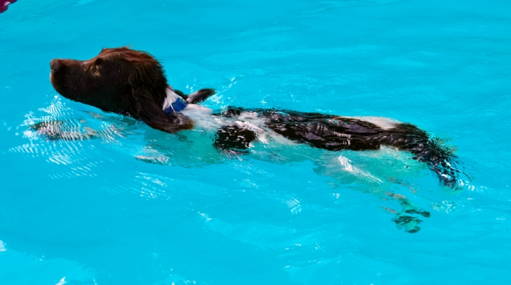 Such sleek lines
Ključne besede: Dog Dogs George Pool Spaniel Springer Swimming