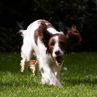 Look at me go
Schlüsselwörter: Dog Dogs Lola Spaniels Springer Spaniel