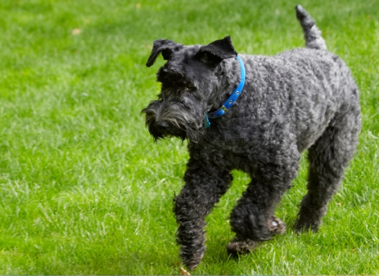 I'm looking for a ball
Słowa kluczowe: Dog Dogs Kerry Blue Terrier Paddy Terriers