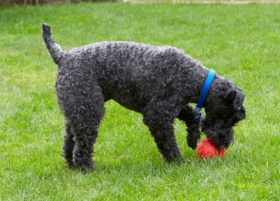 I'm finding it hard to get a grip
Palabras Clave: Dog Dogs Kerry Blue Terrier Paddy Terriers