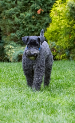 Me and my ball out strolling
Ключові слова: Dog Dogs Kerry Blue Terrier Paddy Terriers