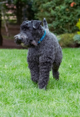 Hmmm, shall I go over there?
Palabras clave: Dog Dogs Kerry Blue Terrier Paddy Terriers