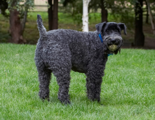 What d'ya want me to do?
Palabras clave: Dog Dogs Kerry Blue Terrier Paddy Terriers