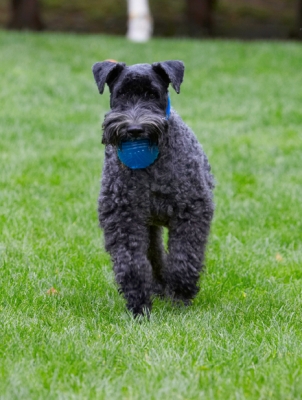 Here I come
Mots-clés: Dog Dogs Kerry Blue Terrier Paddy Terriers