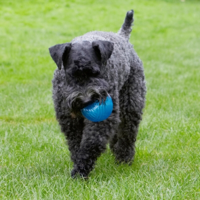 What a catch
Λέξεις-κλειδιά: Dog Dogs Kerry Blue Terrier Paddy Terriers