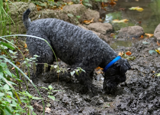Where 'tis
الكلمات الإستدلالية(لتسهيل البحث): Dog Dogs Kerry Blue Terrier Paddy Terriers