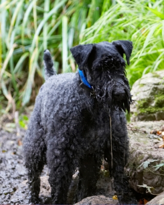 Wot do I look like!!
Keywords: Dog Dogs Kerry Blue Terrier Paddy Terriers