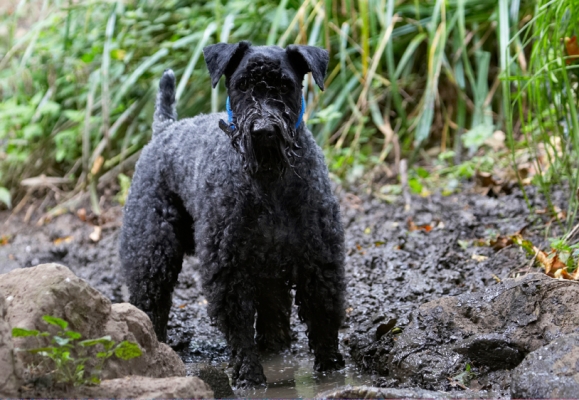 Well, I'm proud of myself
Ključne besede: Dog Dogs Kerry Blue Terrier Paddy Terriers