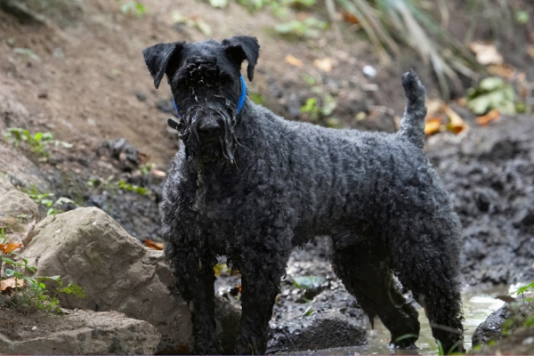 Keywords: Dog Dogs Kerry Blue Terrier Paddy Terriers