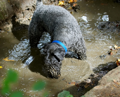 Keywords: Dog Dogs Kerry Blue Terrier Paddy Terriers