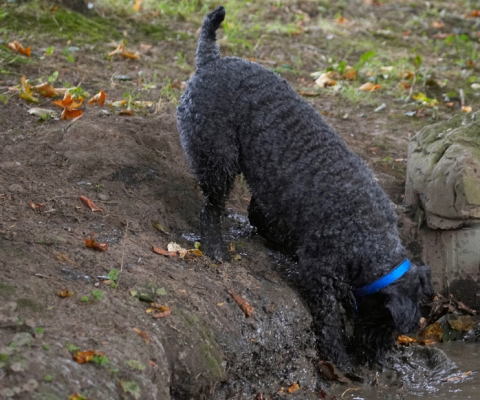 Avainsanat: Dog Dogs Kerry Blue Terrier Paddy Terriers
