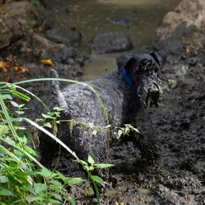 Who? Me?!
Keywords: Dog Dogs Kerry Blue Terrier Paddy Terriers