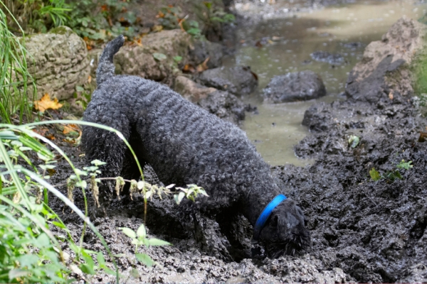 Oh come on it's got to be in here somewhere
Schlüsselwörter: Dog Dogs Kerry Blue Terrier Paddy Terriers