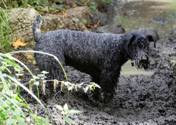 Yeah, I'm still looking
Ключевые слова: Dog Dogs Kerry Blue Terrier Paddy Terriers