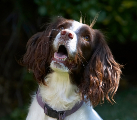 Have you got something for me?
Palabras clave: Dog Dogs Lola Spaniels Springer Spaniel