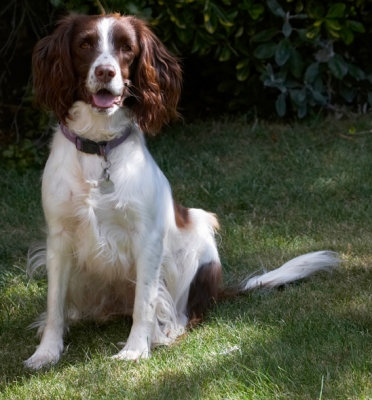 I AM being good!
Schlüsselwörter: Dog Dogs Lola Spaniels Springer Spaniel Tongue
