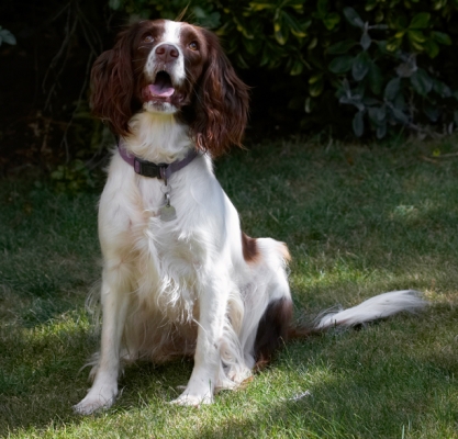 Yes, you've got my attention
Schlüsselwörter: Dog Dogs Lola Spaniels Springer Spaniel Tongue
