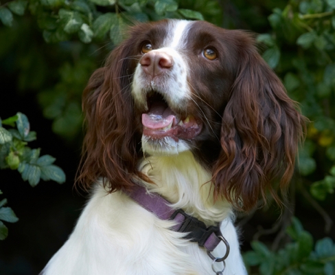 How cute do I have to look?!
Anahtar kelimeler: Dog Dogs Lola Spaniels Springer Spaniel Tongue