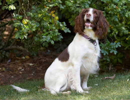 OK, I've sat here long enough
Keywords: Dog Dogs Lola Spaniels Springer Spaniel Tongue