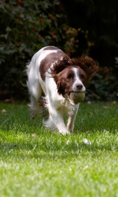 Here I come
Schlüsselwörter: Dog Dogs Lola Spaniels Springer Spaniel