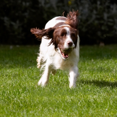 I'm flying
Schlüsselwörter: Dog Dogs Lola Spaniels Springer Spaniel
