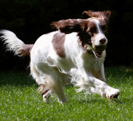 No stopping me now
Keywords: Dog Dogs Lola Spaniels Springer Spaniel