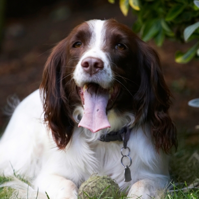 I'm really pooped
Keywords: Dog Dogs Lola Spaniels Springer Spaniel Tongue
