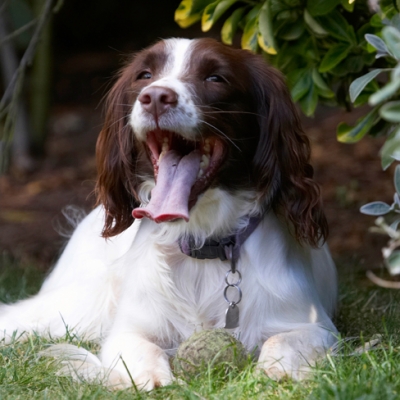 I mean reeeeeeeeeeally pooped
Keywords: Dog Dogs Lola Spaniels Springer Spaniel Tongue